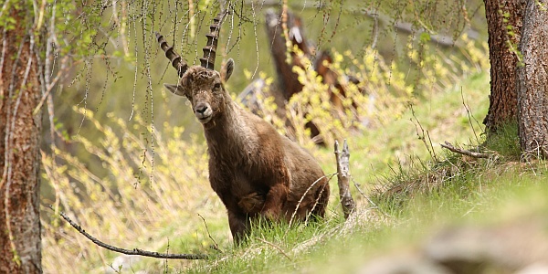 Ein Alpensteinbock beobachtet den Fotografen