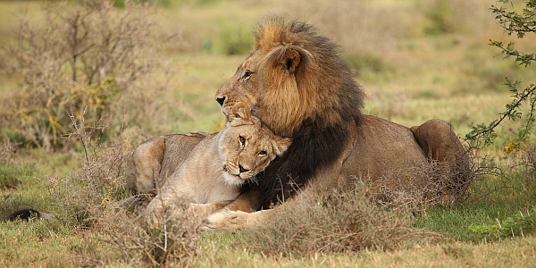 Eine junge Löwin kuschelt sich an ihren Vater