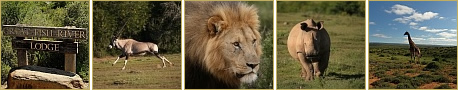 Thumbnails der neusten Fotos der Galerie Safari