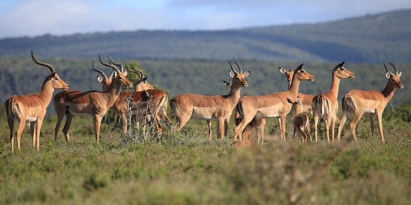Impalas im Kwandwe