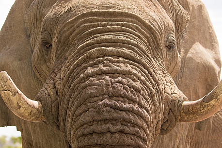 Elefant ganz nah