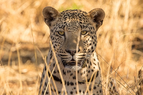 Leopard Nova