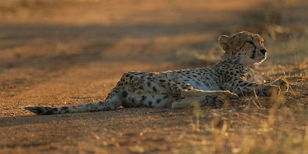 Gepard
