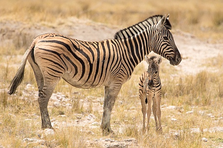 Zebra mit Fohlen